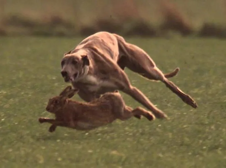 Coursing