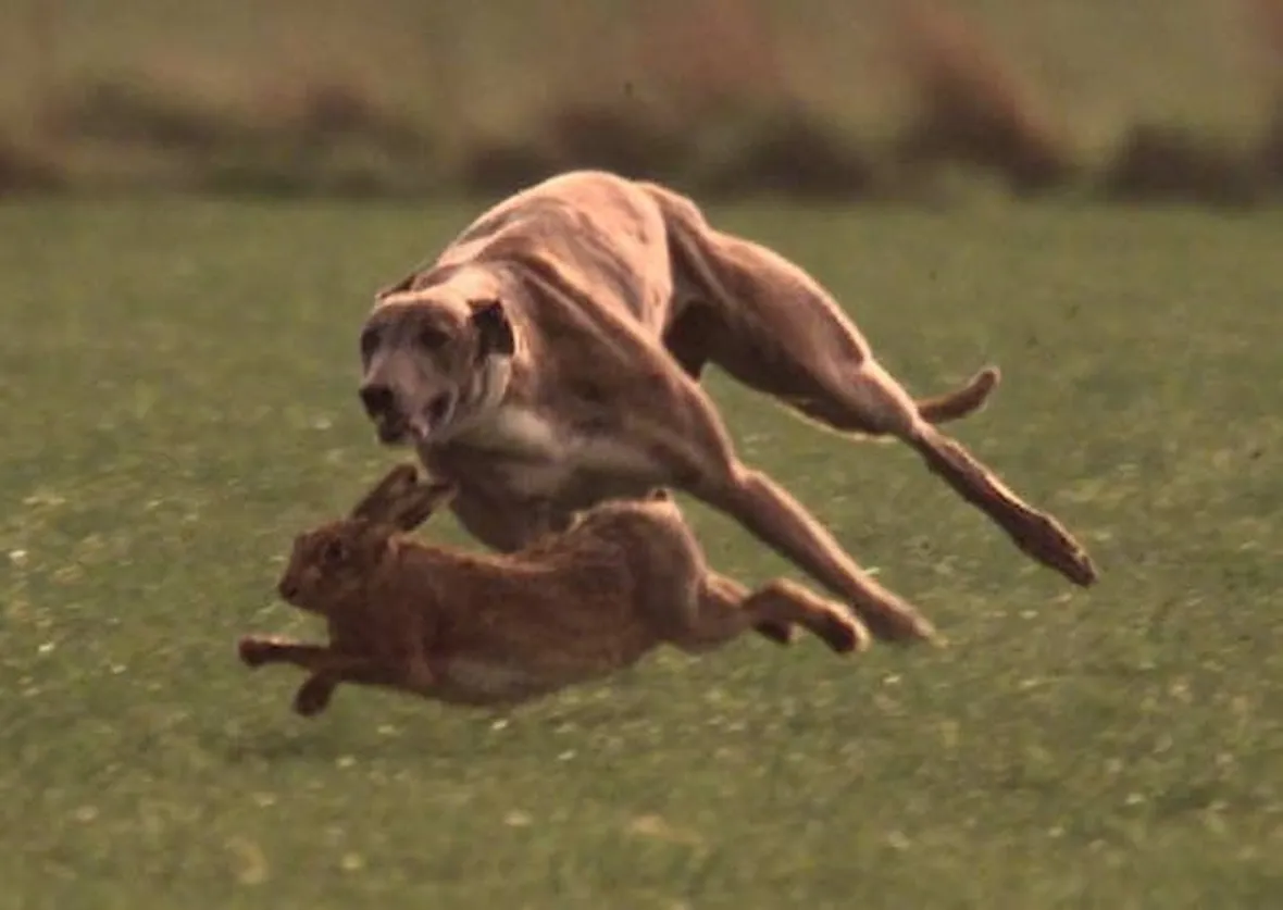 Coursing