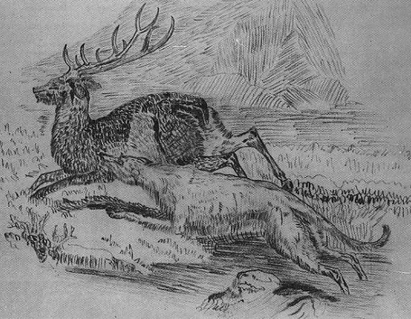 Illustrazione caccia del levriero irlandese