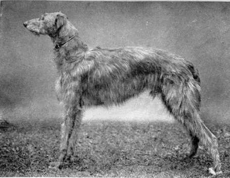 Levriero scozzese del 1910