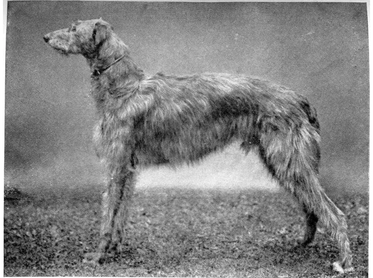 Levriero scozzese del 1910