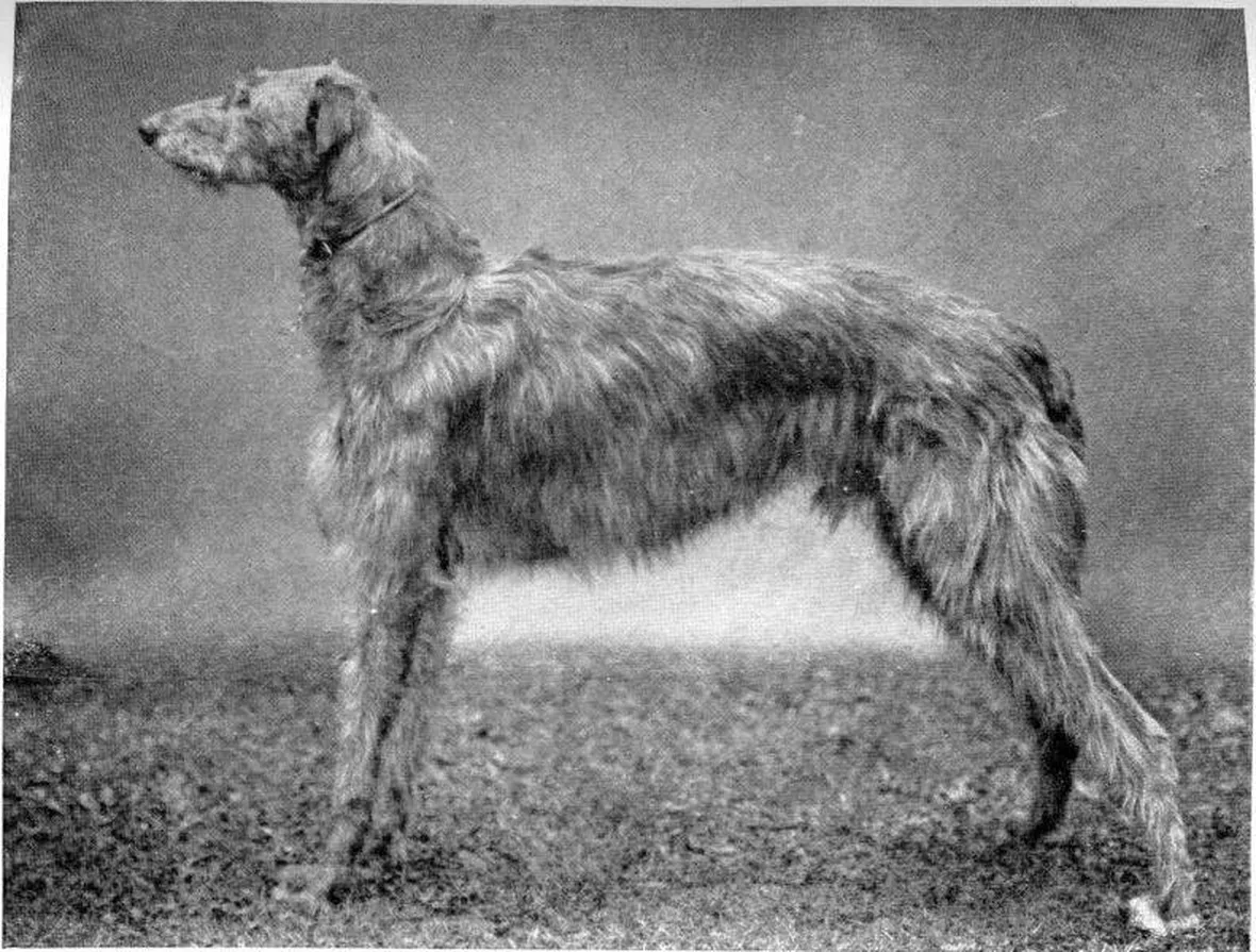Levriero scozzese del 1910