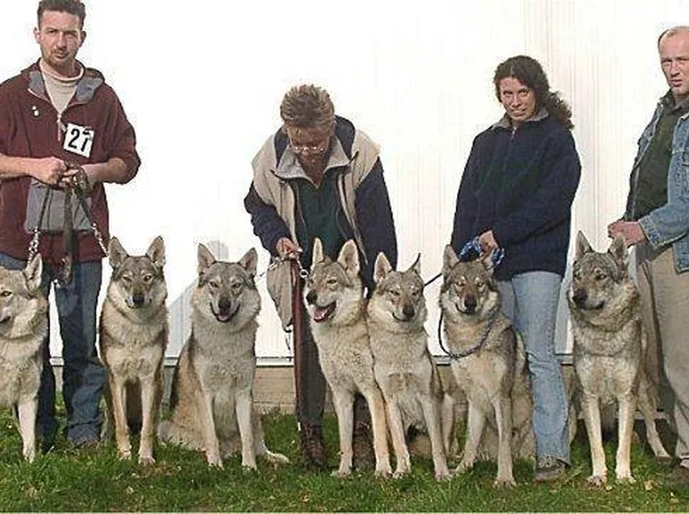 lupo italiano