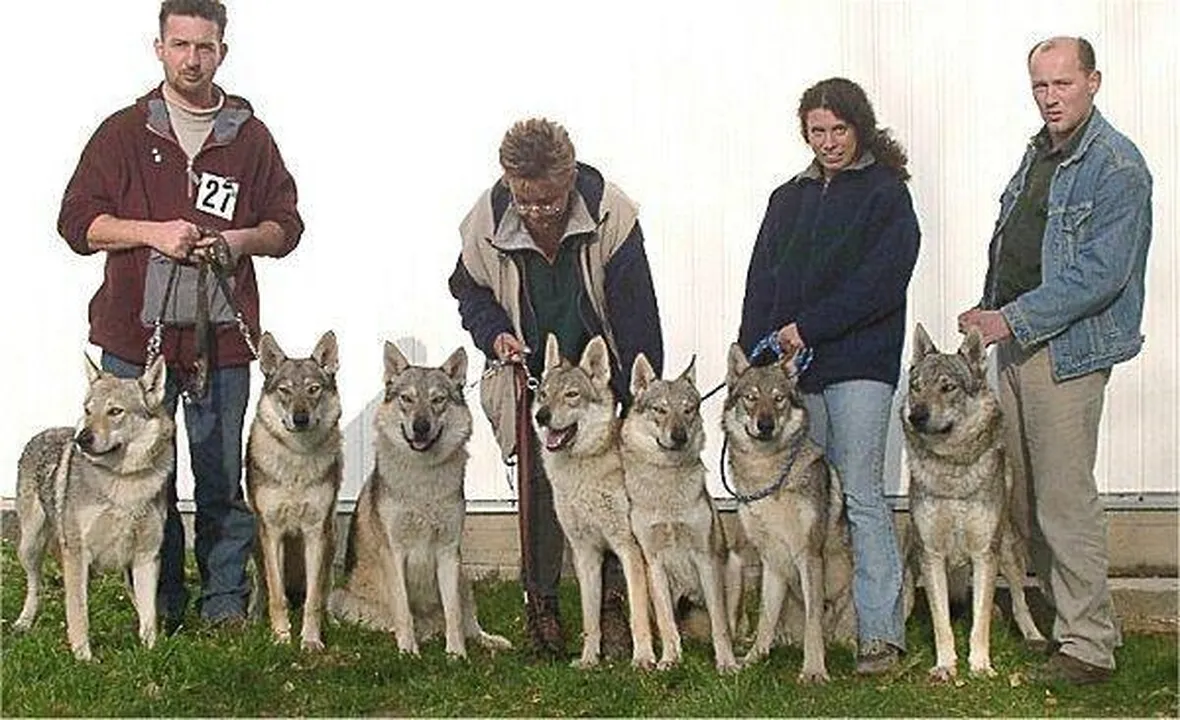 lupo italiano