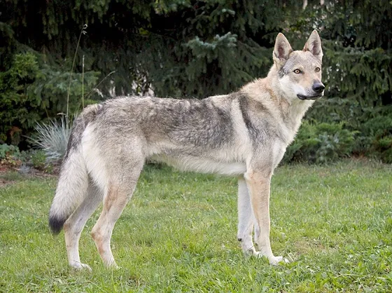 cane lupo