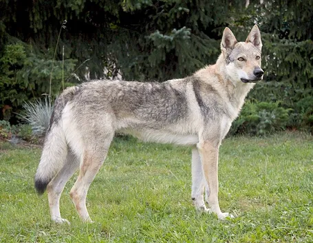 cane lupo