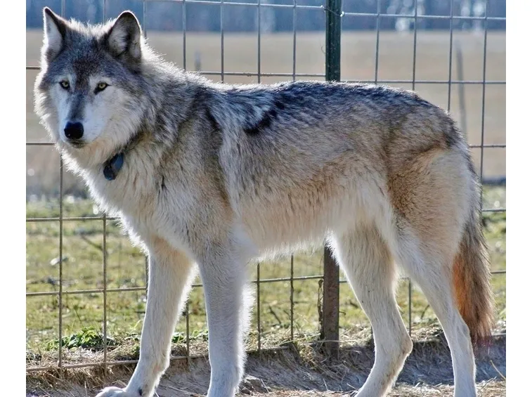 cane lupo
