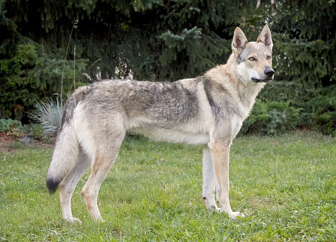 cane lupo