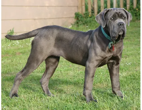 Il mastino napoletano gigante