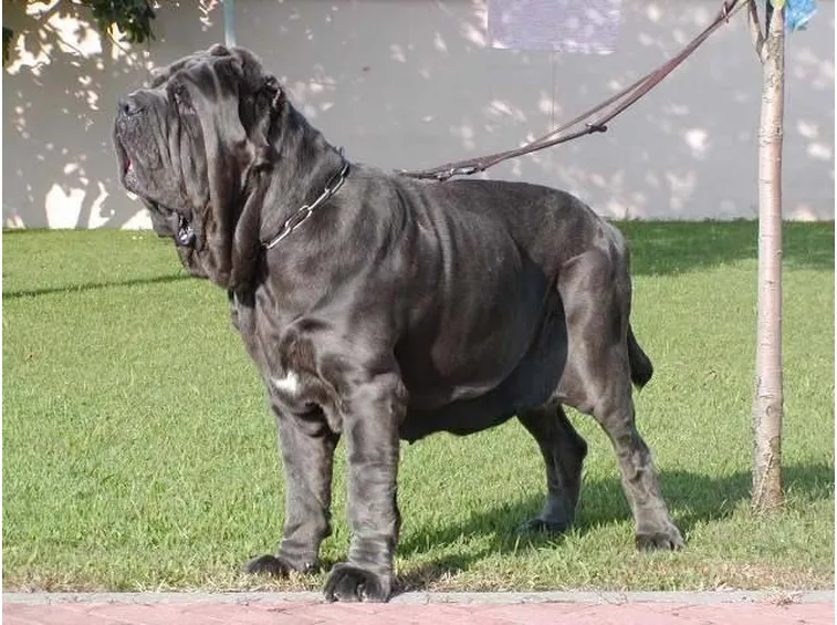 Mastino napoletano adulto