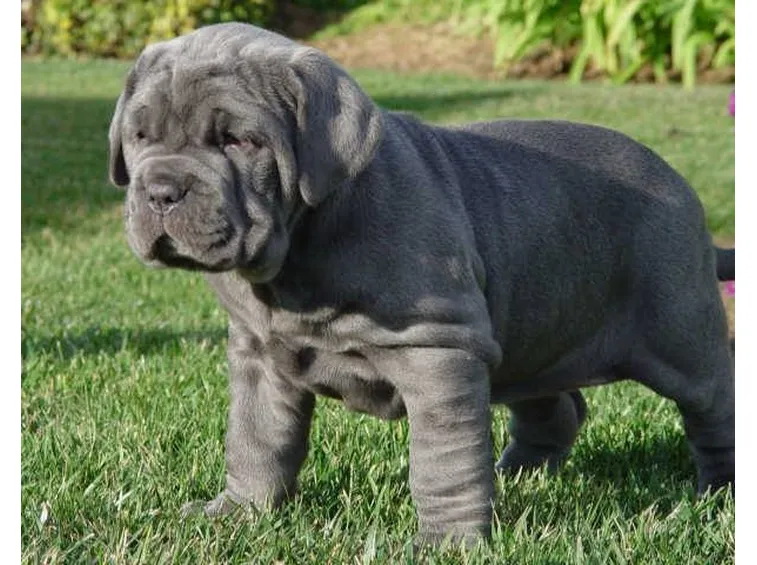 Cucciolo di mastino napoletano