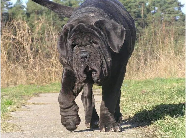 Mastino napoletano adulto