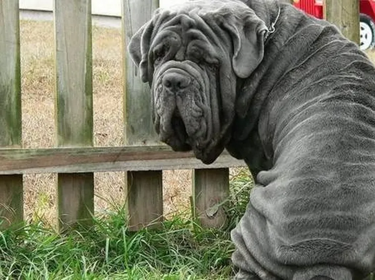 Mastino napoletano
