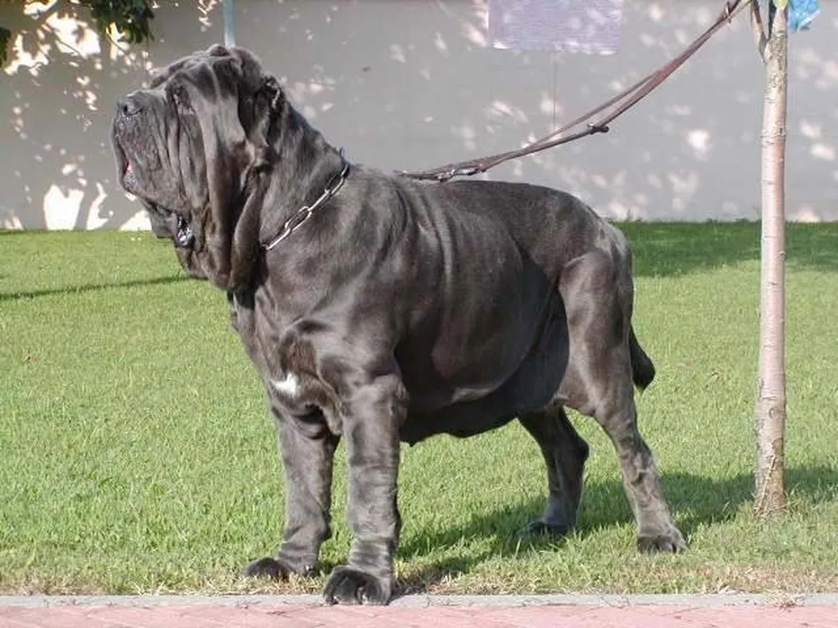Mastino napoletano adulto