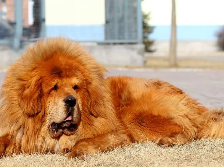 Il pelo intorno alla testa lo fa sembrare un leone