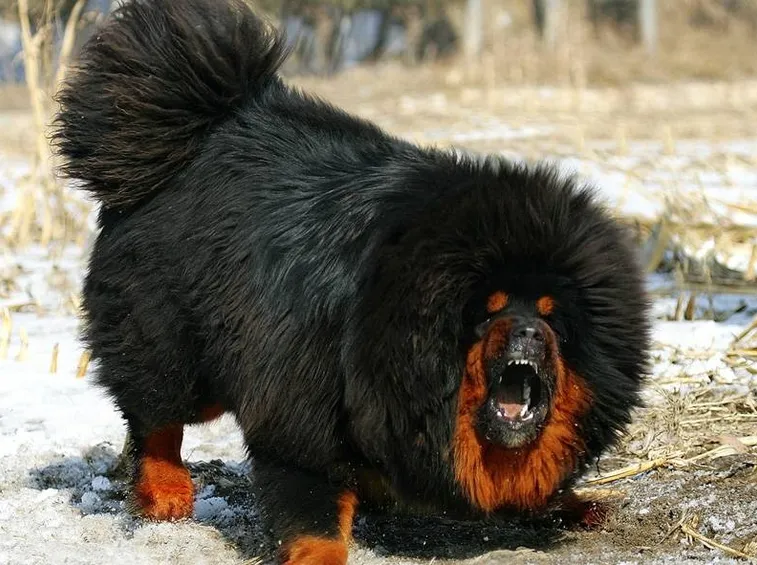 il mastino tibetano gigante ha un carattere difficile