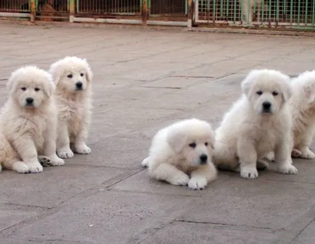 Cuccioli di pastore abruzzese