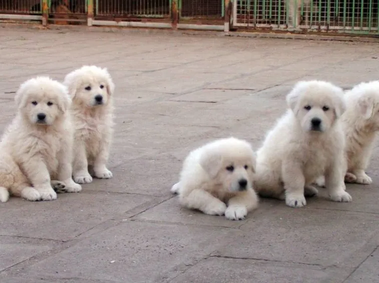 Cuccioli di pastore abruzzese