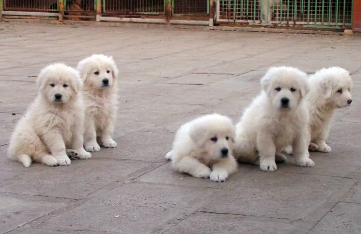 Cuccioli di pastore abruzzese