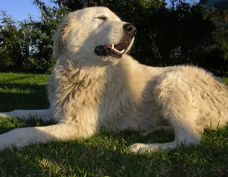 Cane Pastore Maremmano