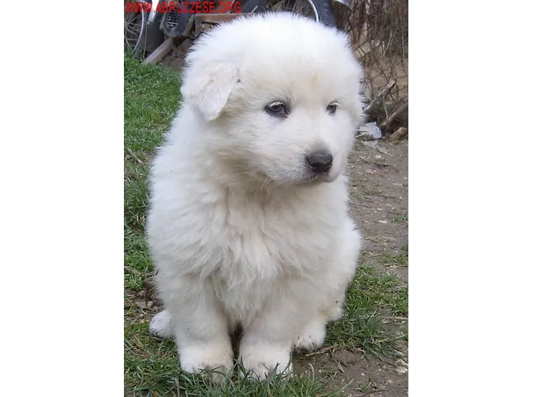 Cucciolo di pastore maremmano