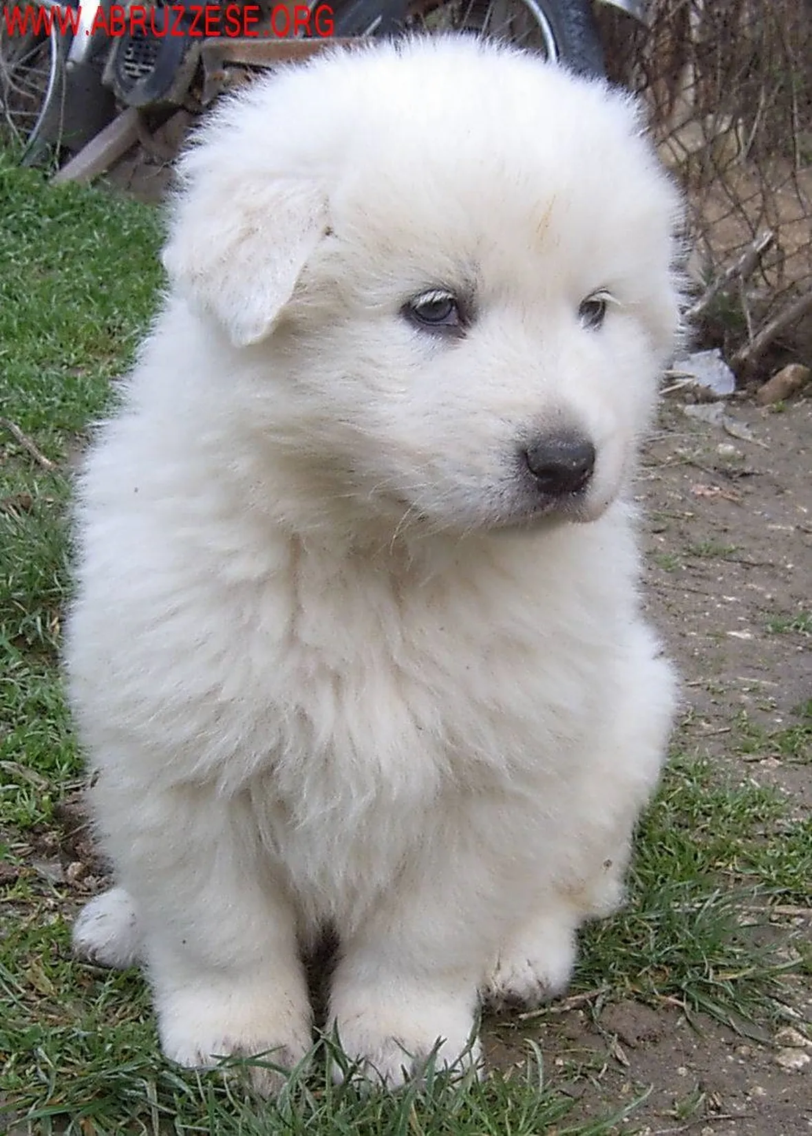 Cucciolo di pastore maremmano