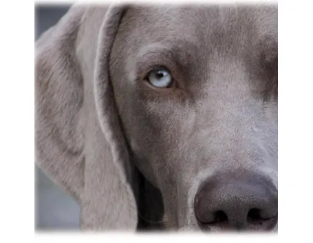 Weimaraner pelo corto
