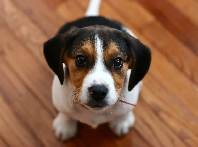 Cucciolo di beagle