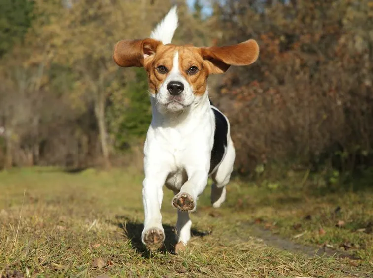 Beagle