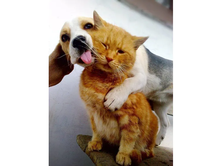 Beagle che gioca con il gatto