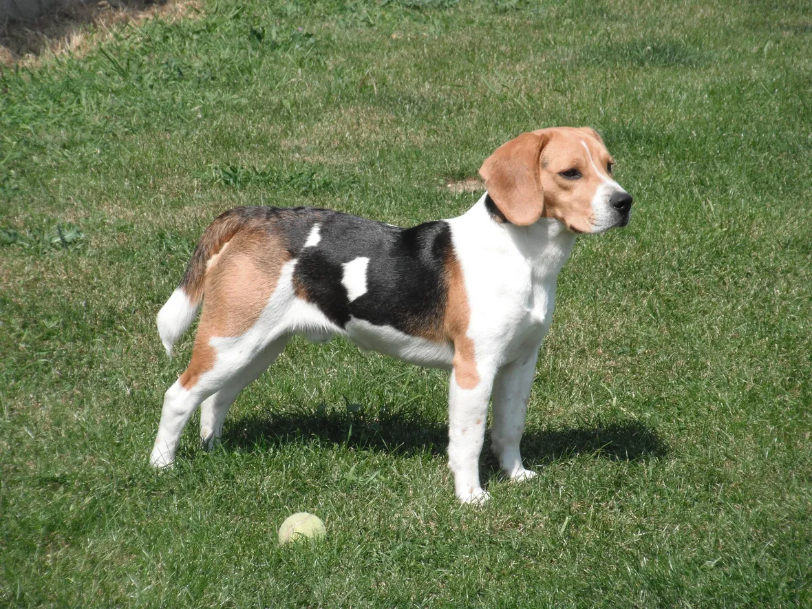 Beagle adulto