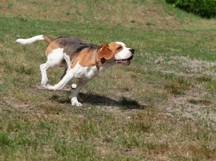 Corsa del beagle