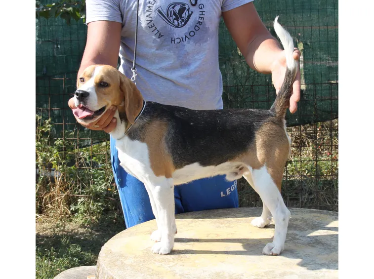 Beagle in posizione statica