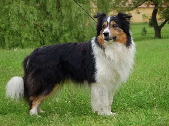 Border collie con focature