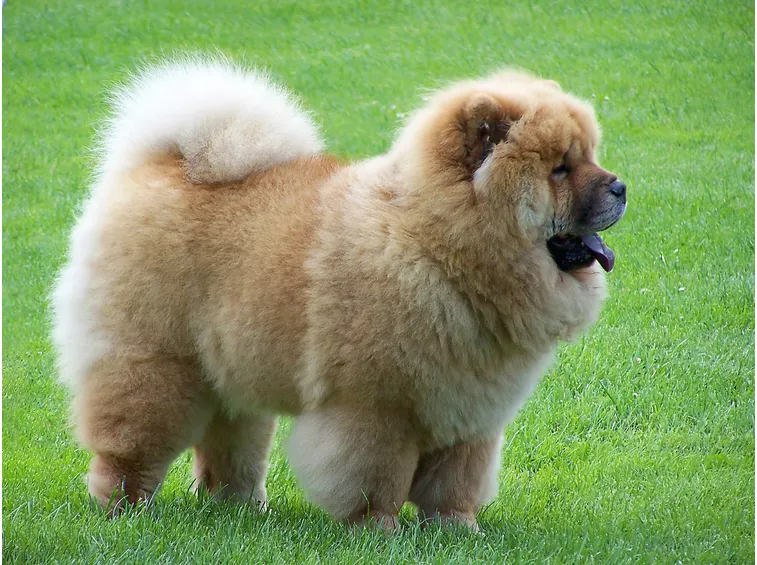 Chow chow adulto