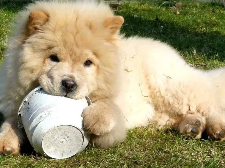 Chow chow