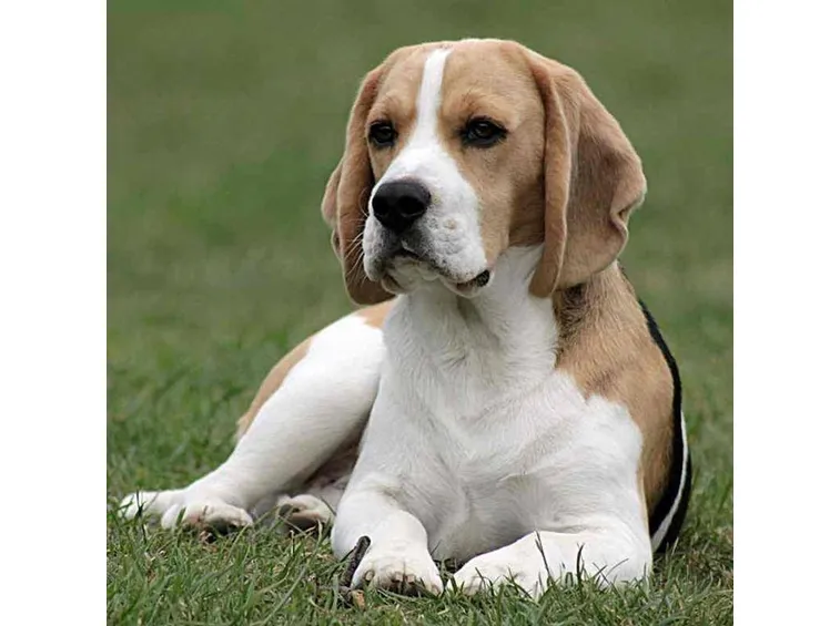beagle