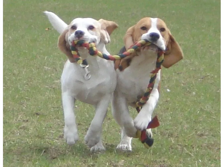 beagle che giocano