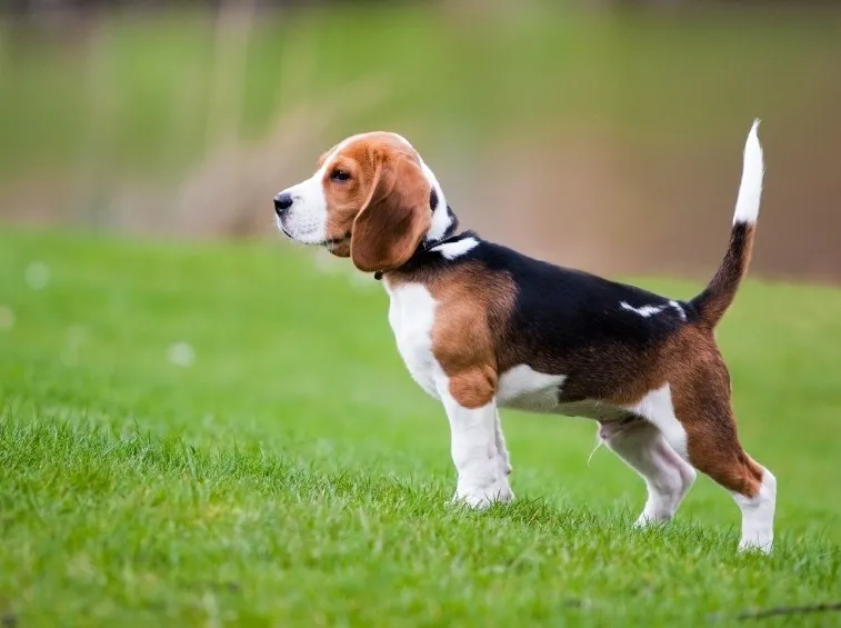 Esemplare di beagle