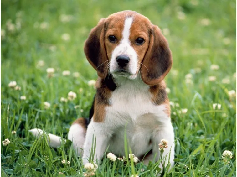 Cucciolo di beagle in posa