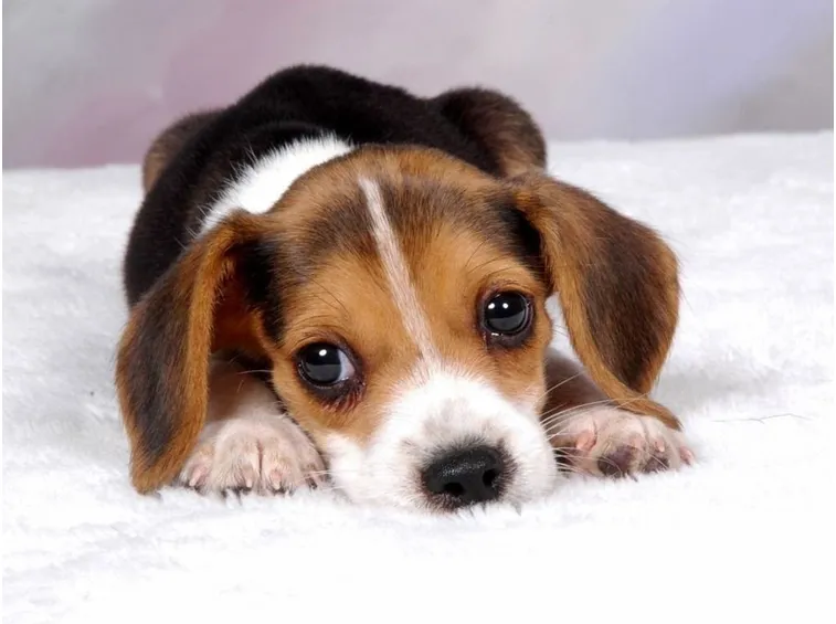 Cucciolo di beagle