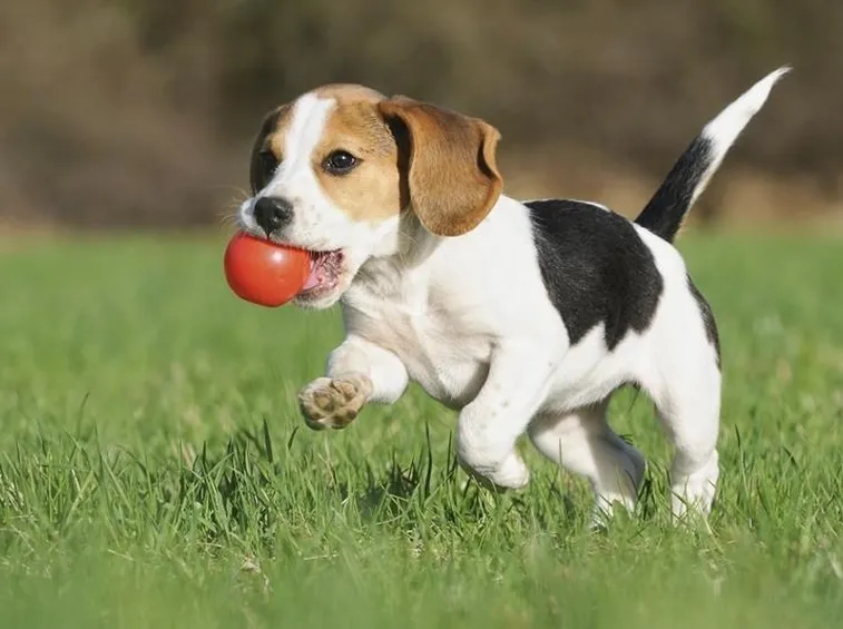 Beagle intento a giocare