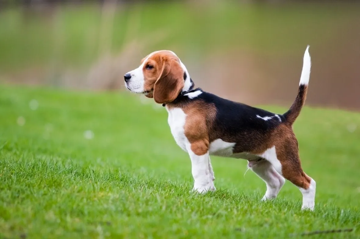 Esemplare di beagle
