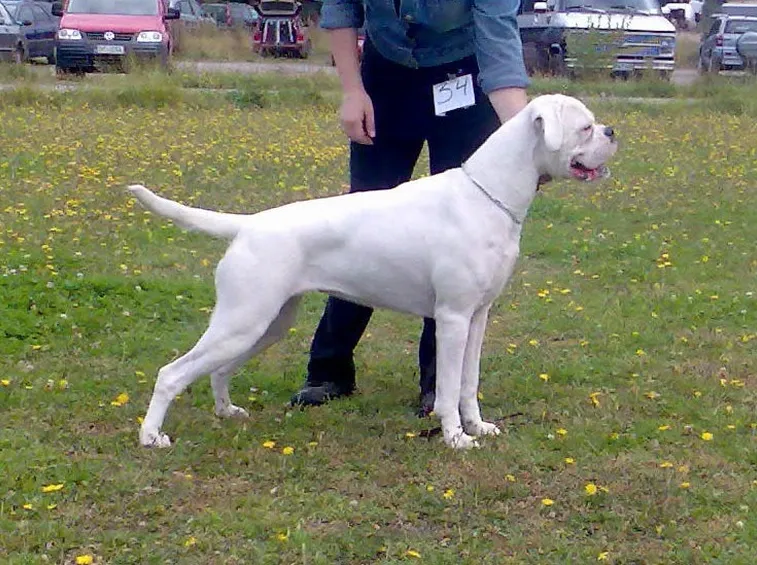 Esemplare di boxer bianco