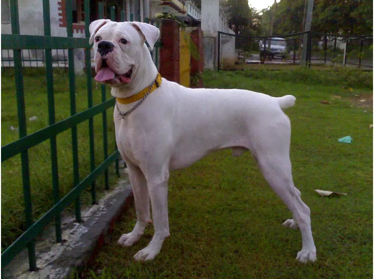 Boxer maschio bianco