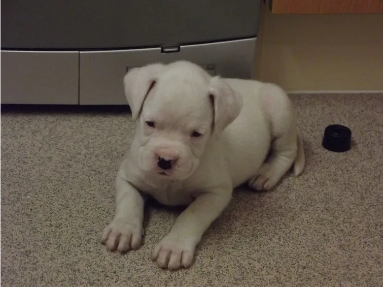 Cucciola di boxer bianco
