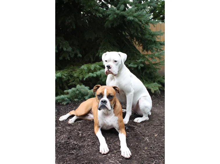 Boxer bianco e fulvo