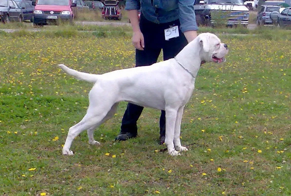 Esemplare di boxer bianco
