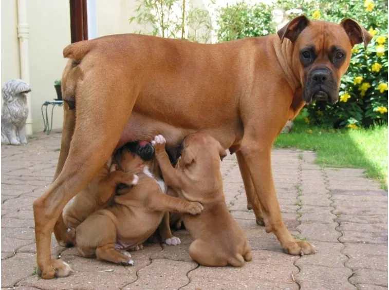 Femmina di boxer con cuccioli