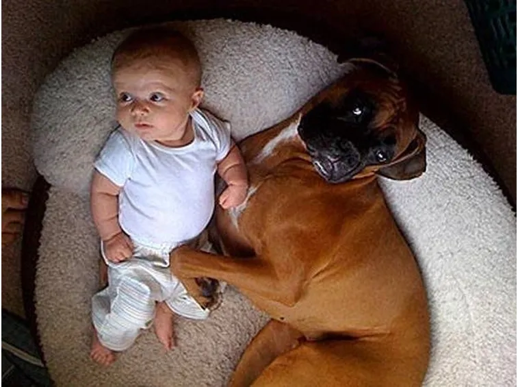 Boxer con bambino